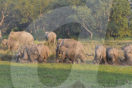 Wild Elephant In Assam 