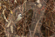 Daily Life In Kashmir 
