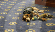 US Customs hero K-9 Freddie the Beagle attends US Judiciary Hearing