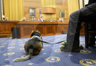 US Customs hero K-9 Freddie the Beagle attends US Judiciary Hearing
