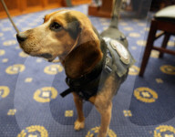 US Customs hero K-9 Freddie the Beagle attends US Judiciary Hearing