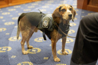 US Customs hero K-9 Freddie the Beagle attends US Judiciary Hearing
