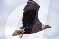 American Bald Eagle In Ohio