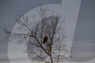 American Bald Eagle In Ohio