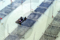 Seaweed Harvest in Fuzhou