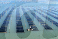Seaweed Harvest in Fuzhou