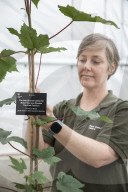 FEATURE - Der britische National Trust pflanzt landesweit 49 Setzlinge, die aus dem illegal gefällten Robin-Hood-Baum in Sycamore Gap gezogen wurden