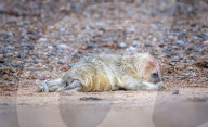 FEATURE - An der Küste Norfolks: Kegelrobben bringen im Naturschutzgebiet Blakeney Point ihren Nachwuchs zur Welt