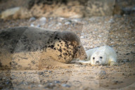 FEATURE - An der Küste Norfolks: Kegelrobben bringen im Naturschutzgebiet Blakeney Point ihren Nachwuchs zur Welt