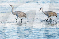 Birds Of Bosque Del Apache National Wildlife Refuge