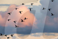 Birds Of Bosque Del Apache National Wildlife Refuge