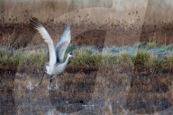 Birds Of Bosque Del Apache National Wildlife Refuge