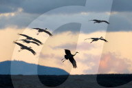 Birds Of Bosque Del Apache National Wildlife Refuge