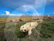Grey seals at Donna Nook National Nature Reserve