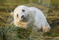 Grey seals at Donna Nook National Nature Reserve