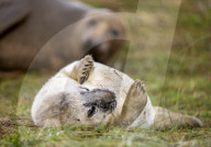 Grey seals at Donna Nook National Nature Reserve