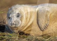 Grey seals at Donna Nook National Nature Reserve