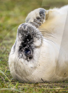 Grey seals at Donna Nook National Nature Reserve