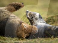 Grey seals at Donna Nook National Nature Reserve