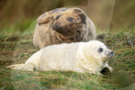 Grey seals at Donna Nook National Nature Reserve