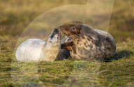 Grey seals at Donna Nook National Nature Reserve