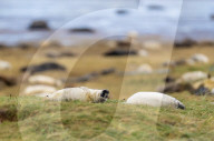 Grey seals at Donna Nook National Nature Reserve
