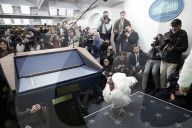 Donald Trump welcomes Christmas Tree - Washington