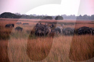 Wild Elephant In Assam 