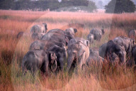 Wild Elephant In Assam 