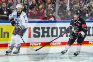 Koelner Haie - Adler Mannheim