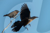 Wildlife Birds At Bosque Del Apache New Mexico