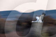 Wildlife Birds At Bosque Del Apache New Mexico