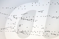 Wildlife Birds At Bosque Del Apache New Mexico