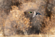 Wildlife Birds At Bosque Del Apache New Mexico