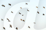 Wildlife Birds At Bosque Del Apache New Mexico