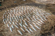 Smoked Fish In Kashmir, India