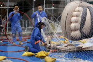Macy's Parade- Inflated Balloons - New York