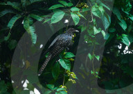 Asian Koel - Eudynamys Scolopaceus - Animal India