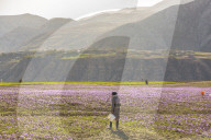 Saffron Harvesting in The Village of Vamenan - Iran