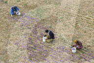 Saffron Harvesting in The Village of Vamenan - Iran