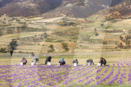 Saffron Harvesting in The Village of Vamenan - Iran