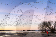 Wildlife Thousands Of Snow Geese Take Flight At Sunrise