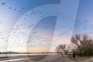 Wildlife Thousands Of Snow Geese Take Flight At Sunrise