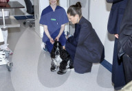 Royal at 250th Anniversary of Swedish Veterinary Medicine - Sweden