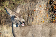 Wildlife Mule Deer At Bosque Del Apache