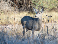 Wildlife Mule Deer At Bosque Del Apache