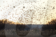 Wildlife Birds At Sunrise In New Mexico 