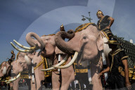 Elephants To Pay Respects Late Queen Mother Sirikit.