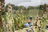 Indonesia Eyes 5,000 Hectares Of Sorghum Expansion After Major Harvest In Bandung