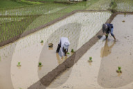 Plowing Fields With Buffalo: An Agricultural Heritage That Lives On